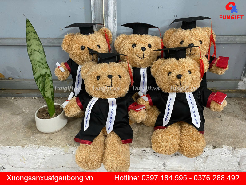 Gấu teddy tốt nghiệp lông xù